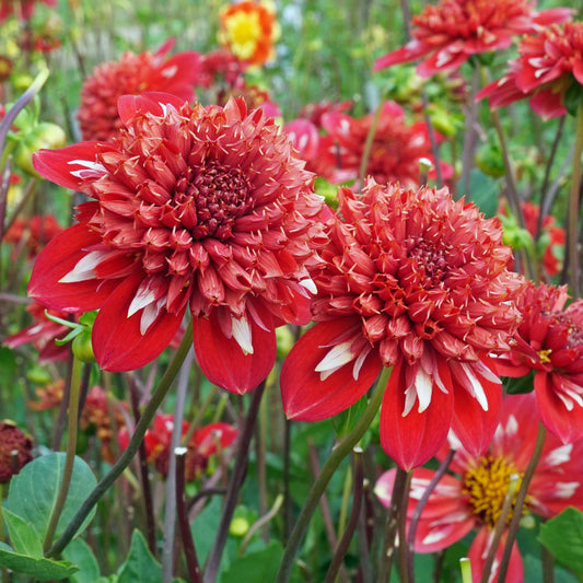 Dahlia 'Speech'