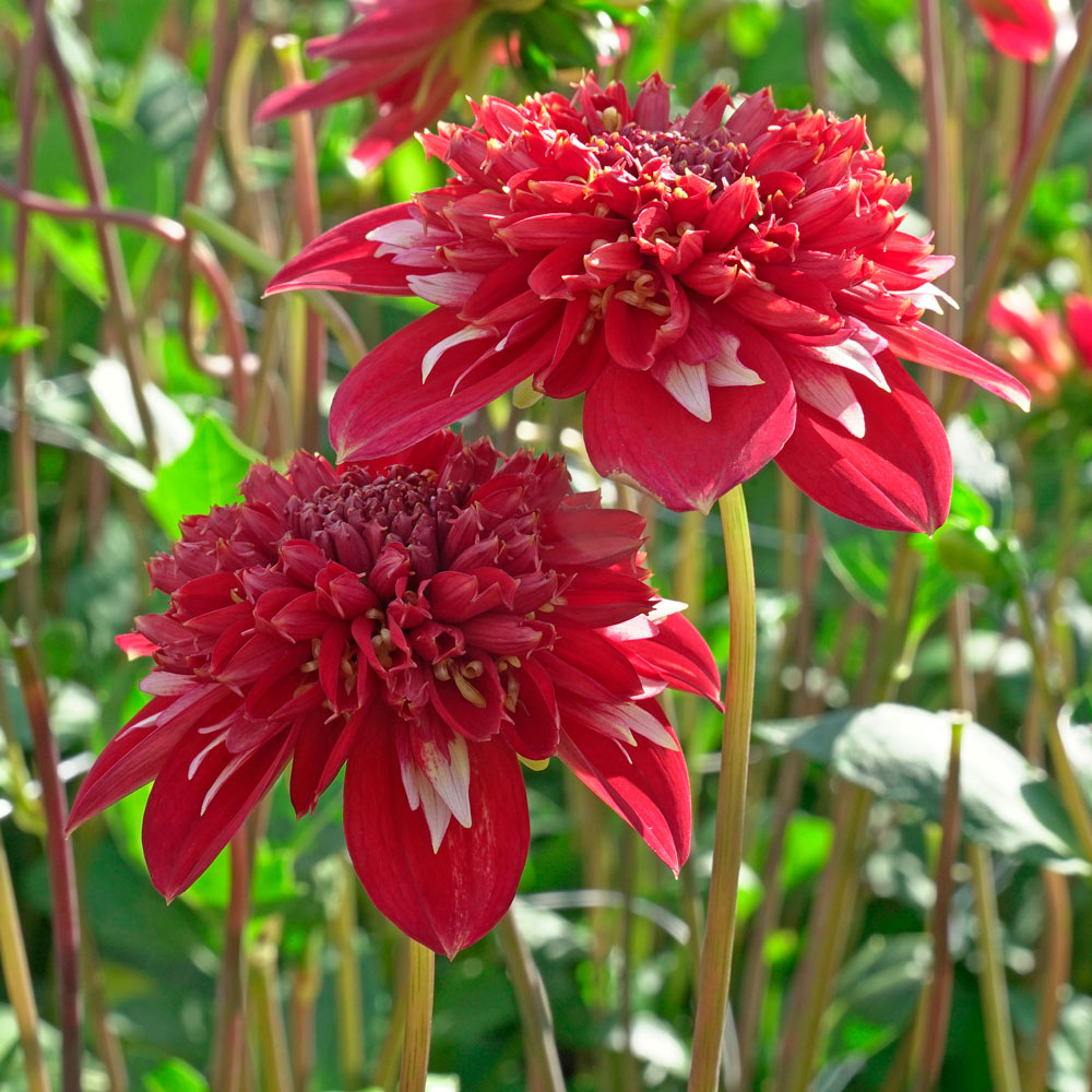 Dahlia 'Speech'