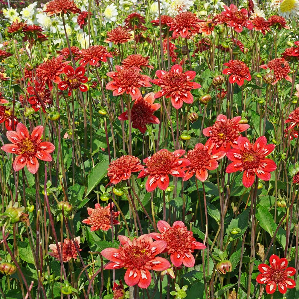 Dahlia 'Speech'