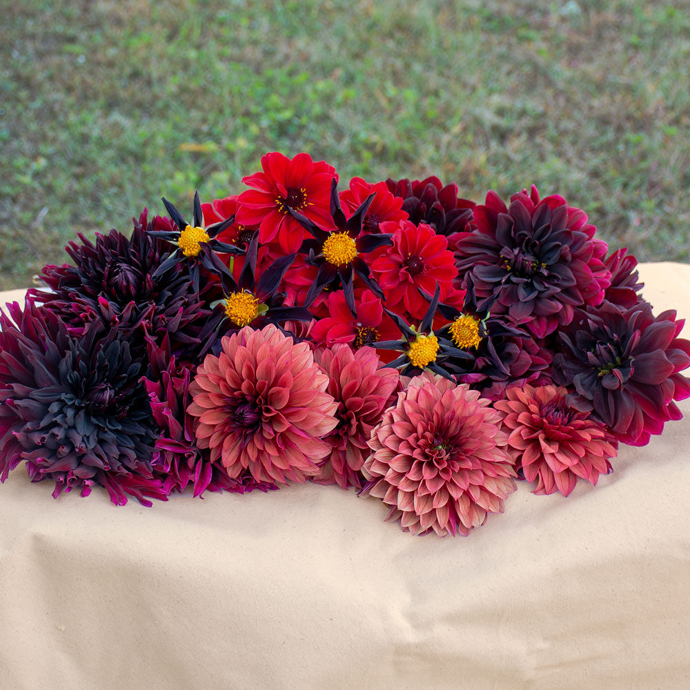 High Drama Dahlia Collection