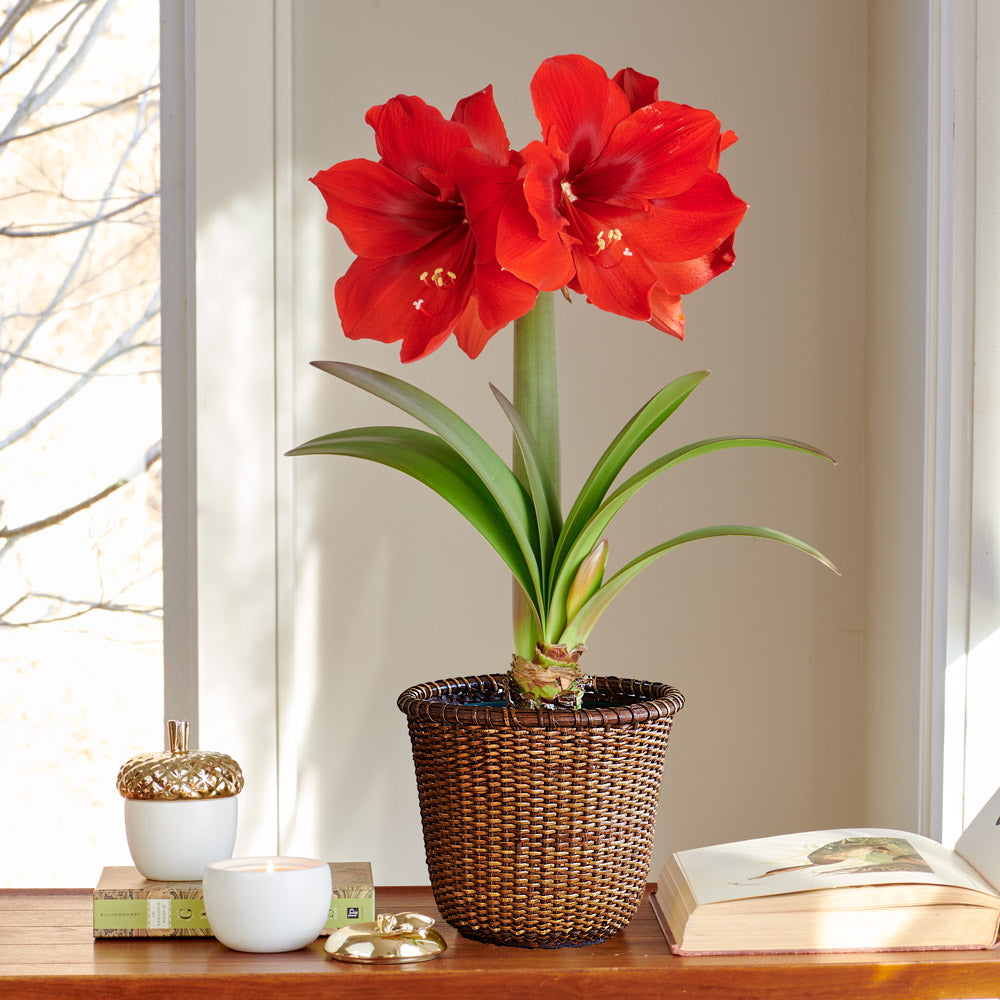 Amaryllis 'Red Cream,' one bulb in Nantucket basket