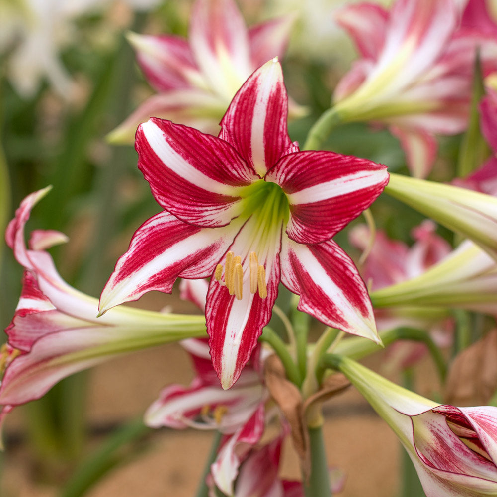 Amaryllis 'Santiago,' one bulb in natural jute basket