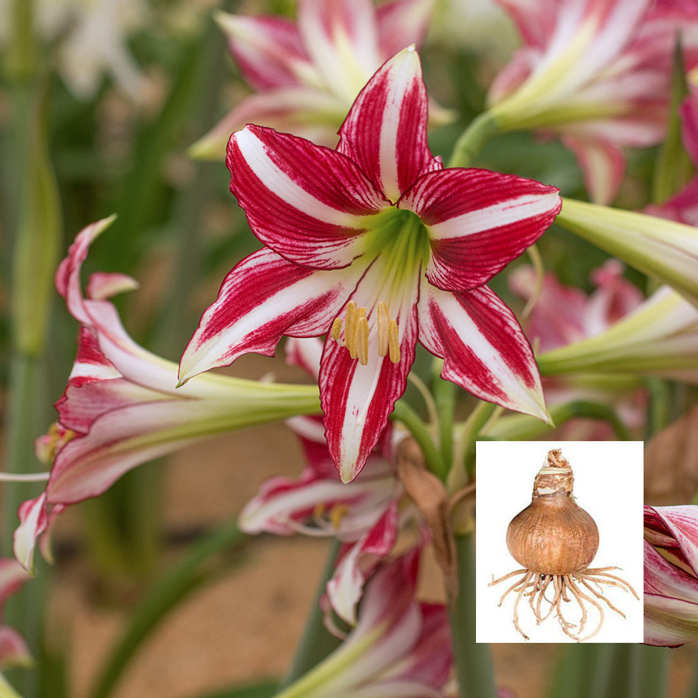 Amaryllis 'Santiago,' one bulb in linen bag