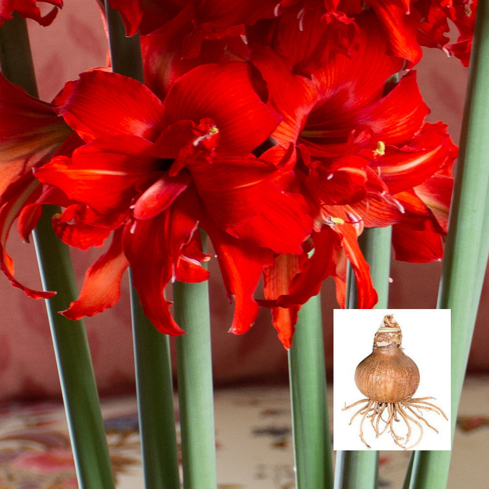 Amaryllis 'Fanfare,' one bulb in linen bag