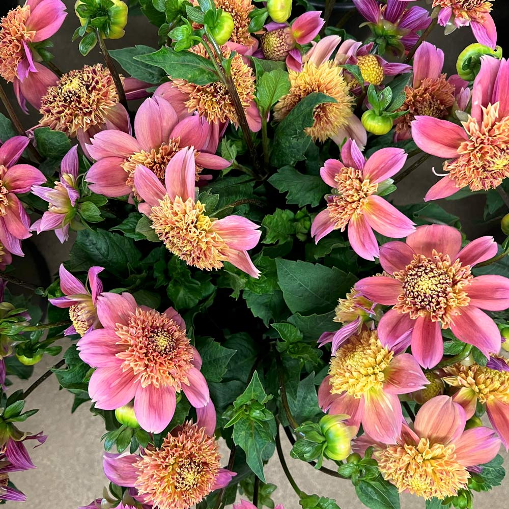 Dahlia 'Sandia Brocade'