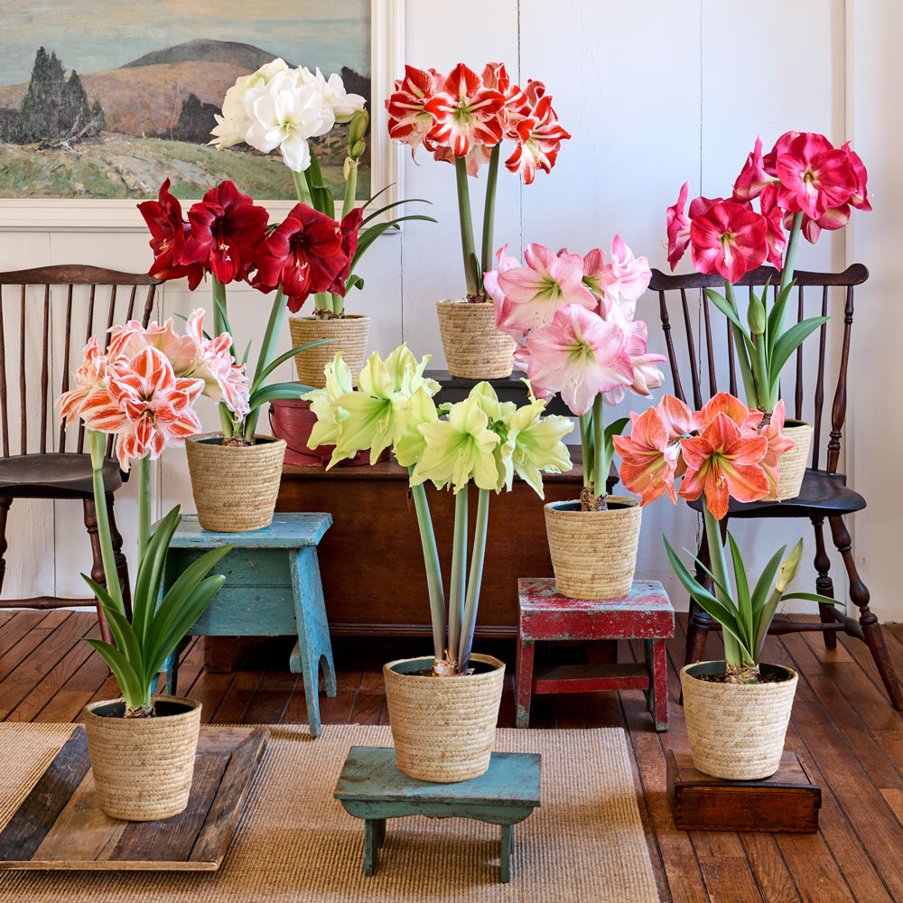 Connoisseur's Amaryllis Collection: 8 bulbs in natural jute baskets
