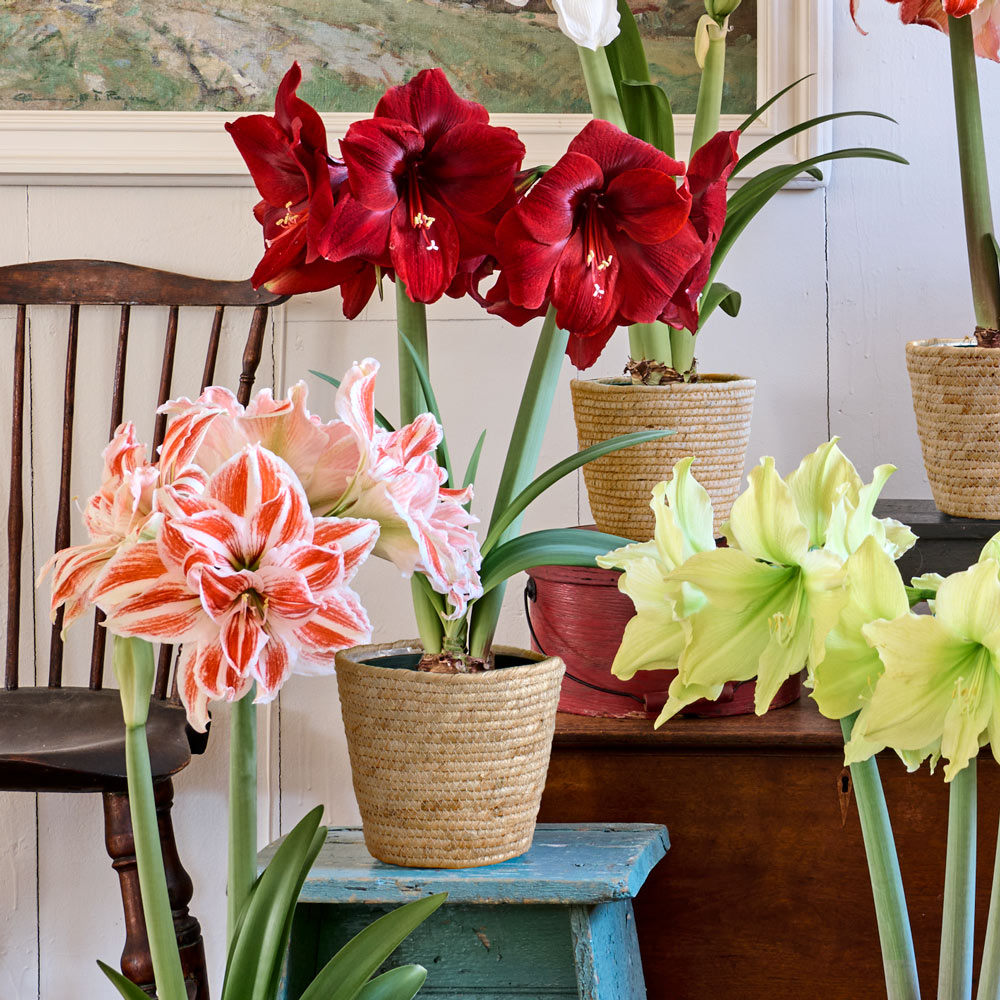 Amaryllis Trio