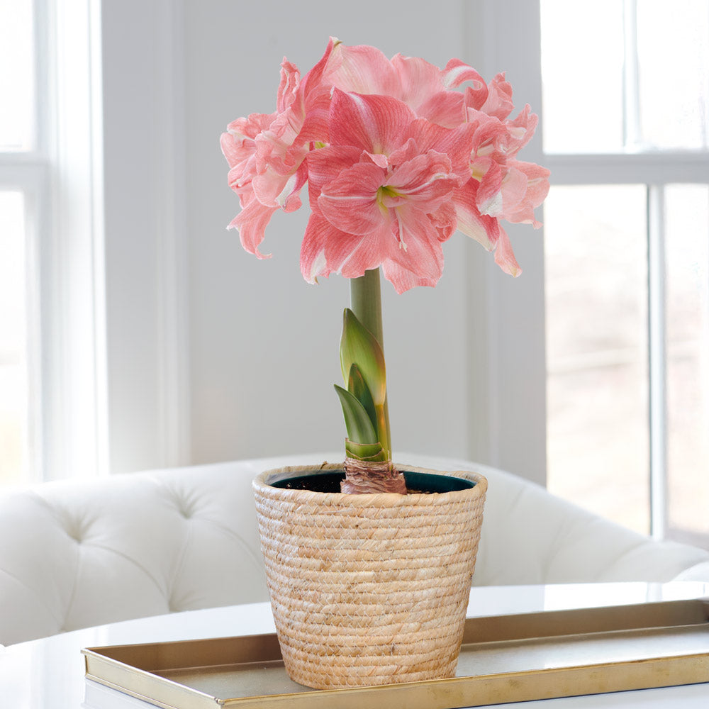 Amaryllis 'Rozetta,' one bulb in natural jute basket