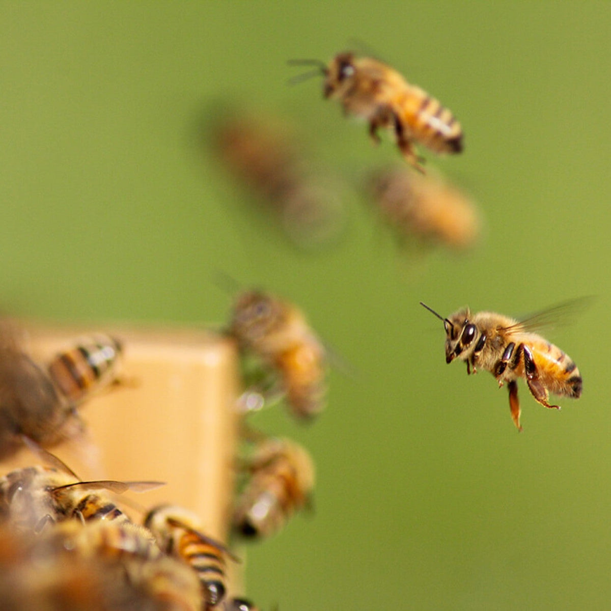 10-Frame Solid Base Board for Hive