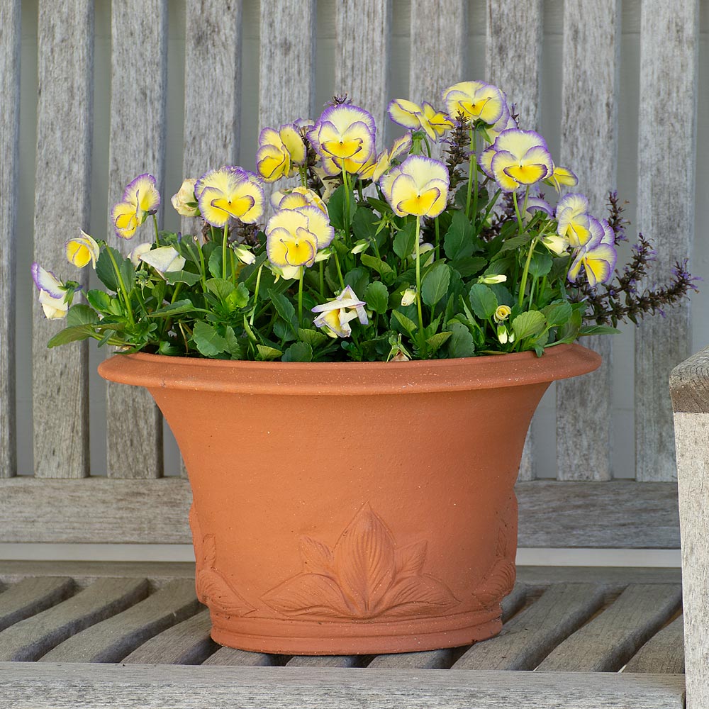Hosta Pot