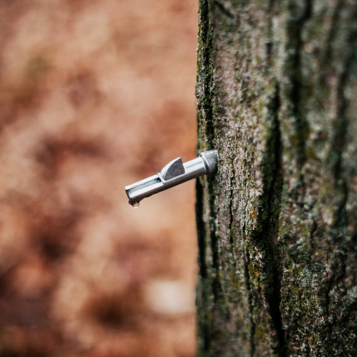 Maple Sugaring Starter Kit
