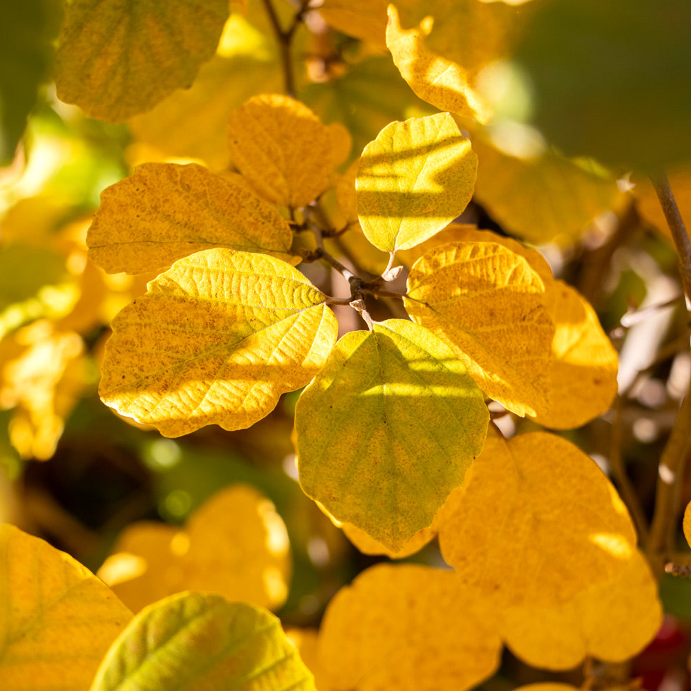Fothergilla x intermedia 'Mount Airy'