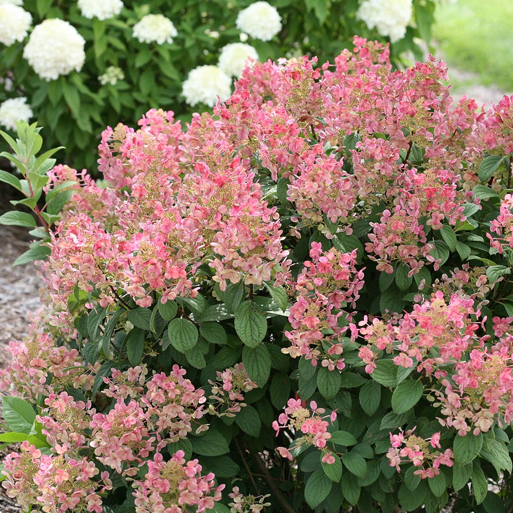 Hydrangea paniculata Little Quick Fire®