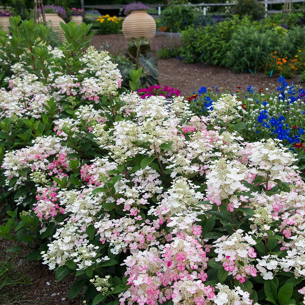 Hydrangea paniculata Little Quick Fire®