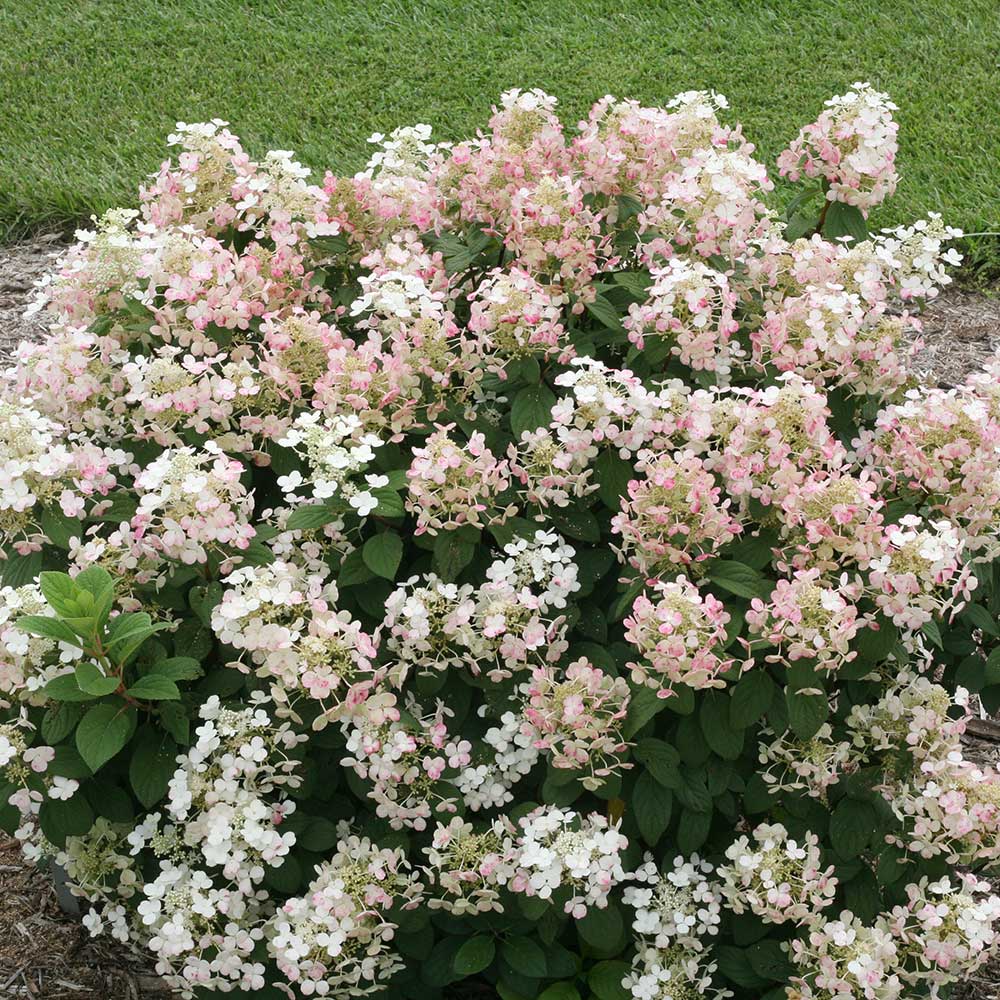 Hydrangea paniculata Little Quick Fire®
