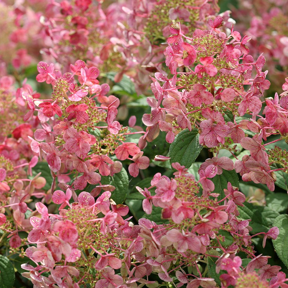 Hydrangea paniculata Little Quick Fire®