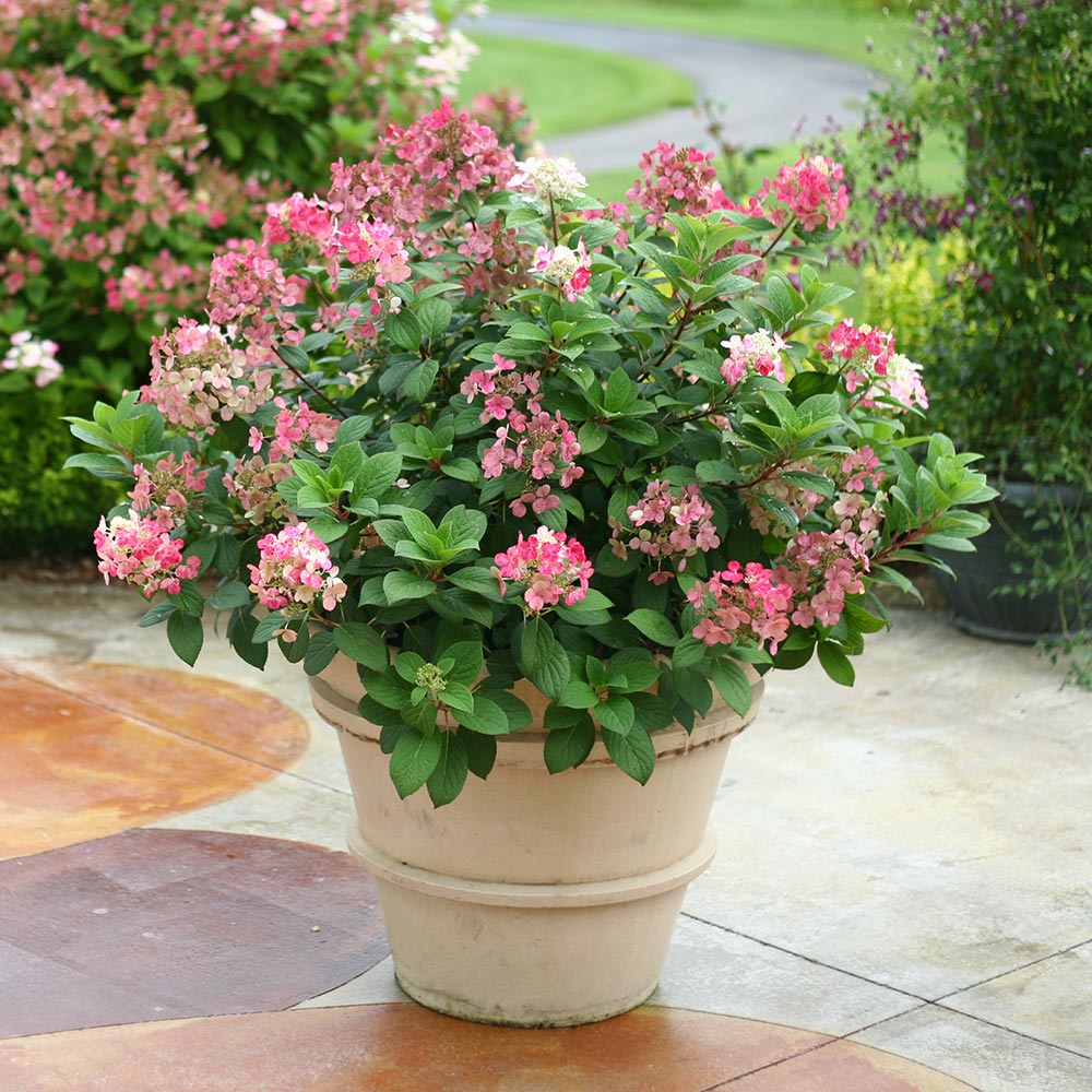 Hydrangea paniculata Little Quick Fire®