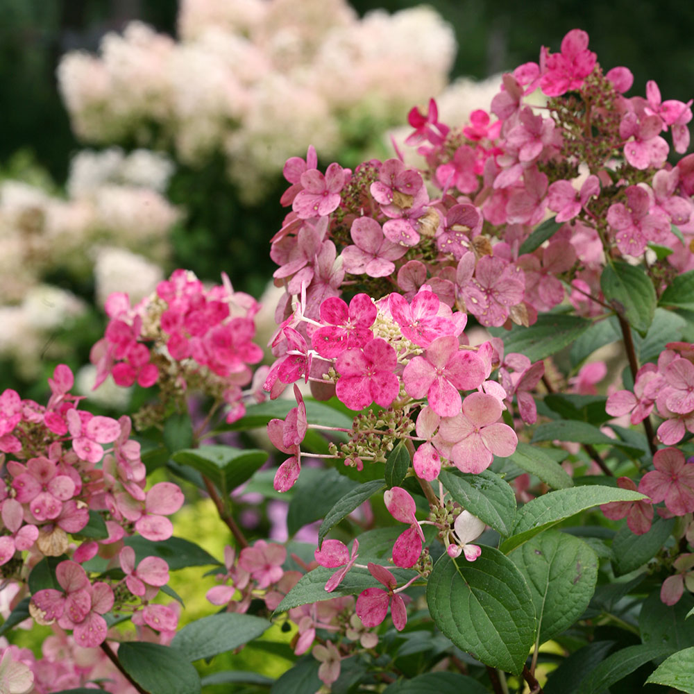 Hydrangea paniculata Little Quick Fire®