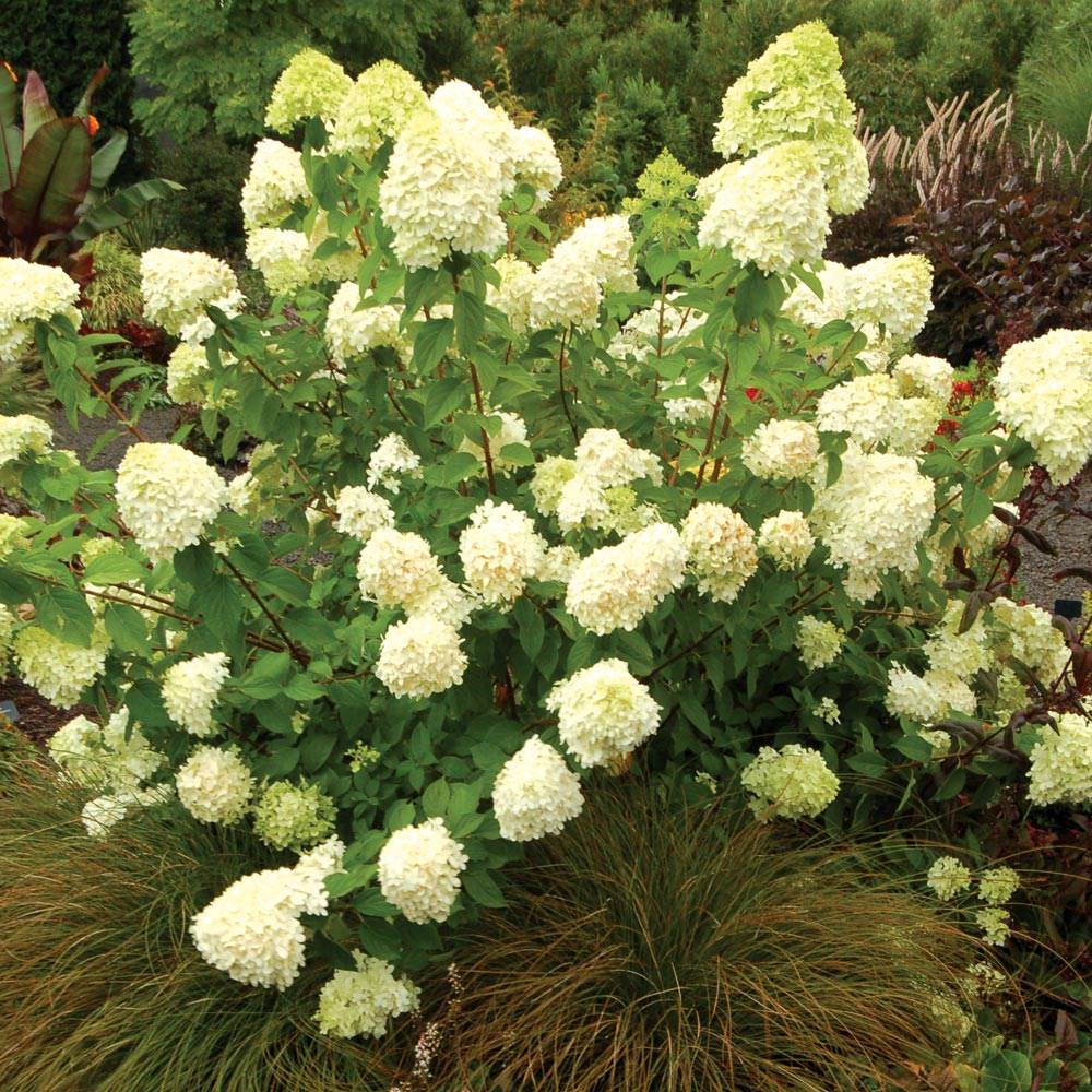 Hydrangea paniculata 'Limelight'