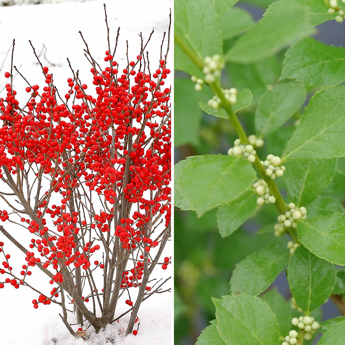 Compact Winterberry Duo
