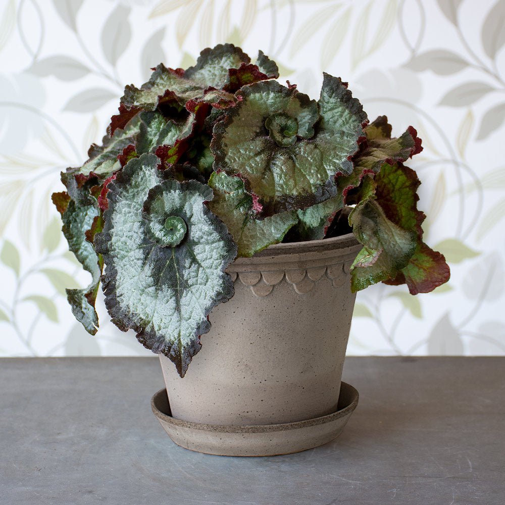 Begonia 'Escargot' In Bergs Gray Kobenhavner Pot & Saucer