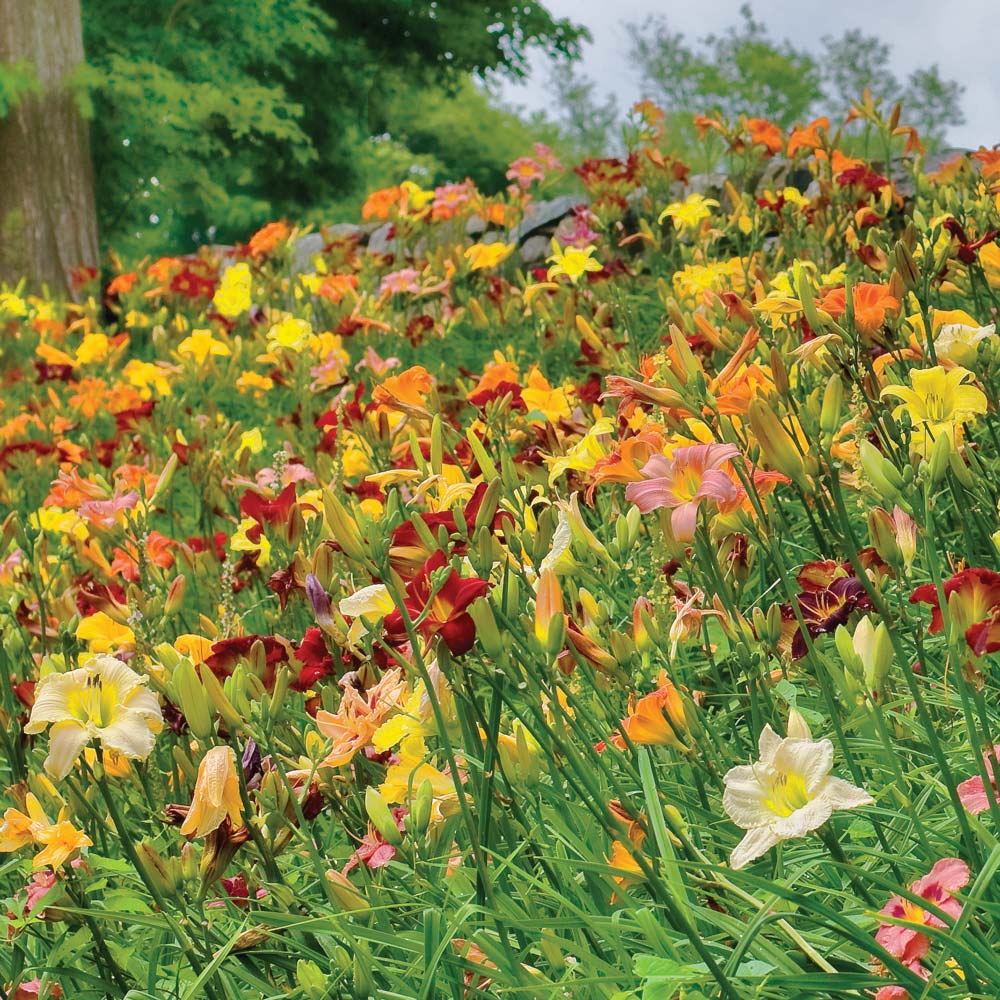 Collaboration for Sun for the North - Daffodils & Daylilies
