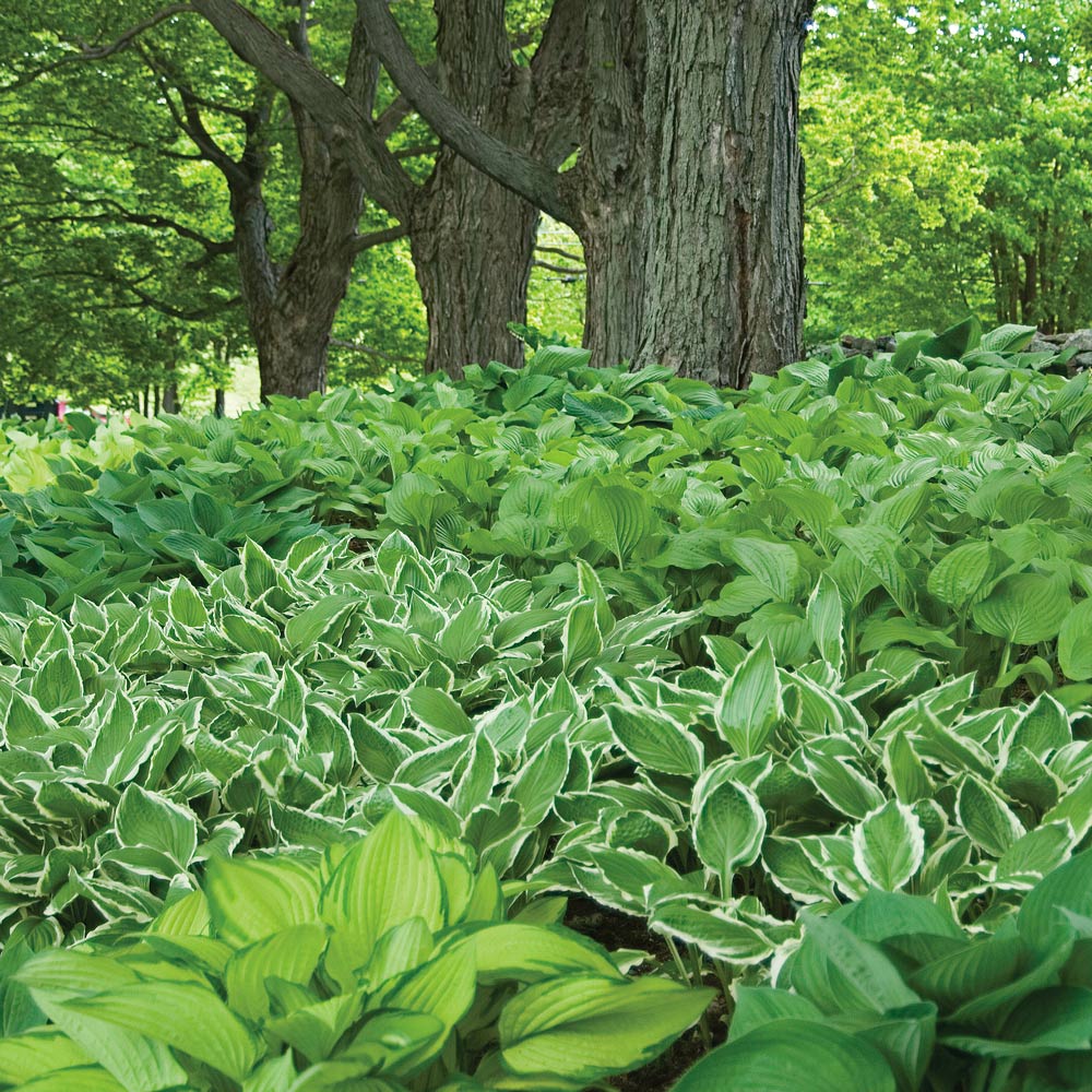 Collaboration for Part Shade for the South - Daffodils & Hosta