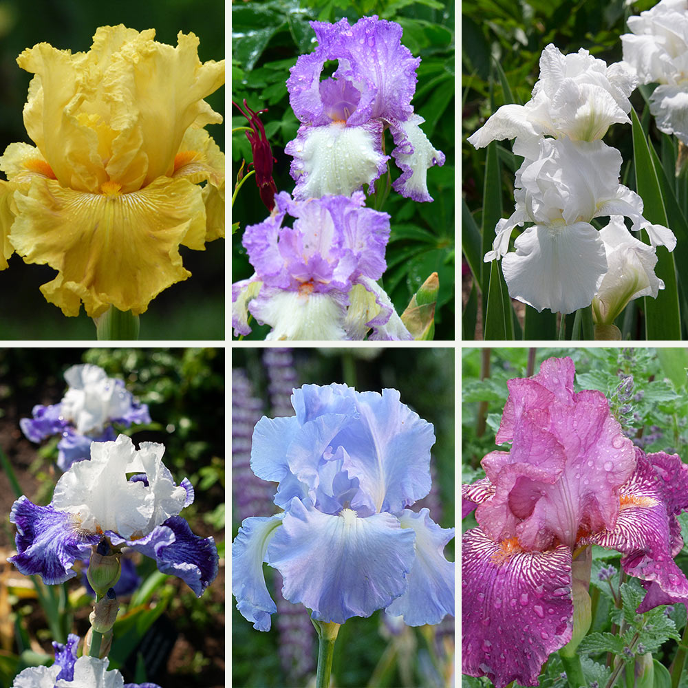 Reblooming Tall Bearded Iris Collection