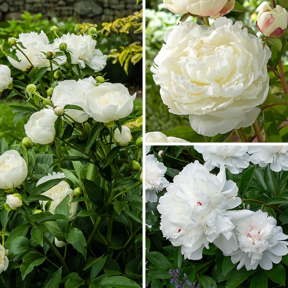Fragrant White Peony Collection