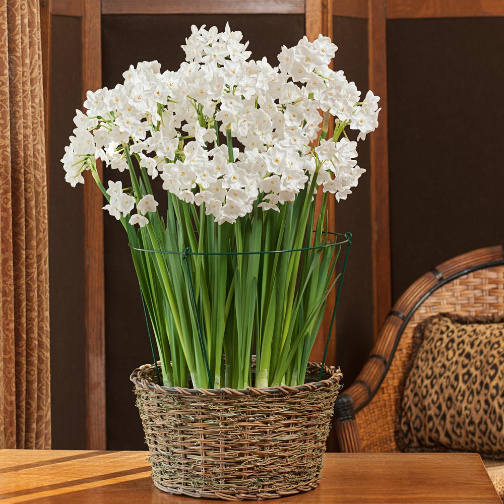 Paperwhite Kit with basket