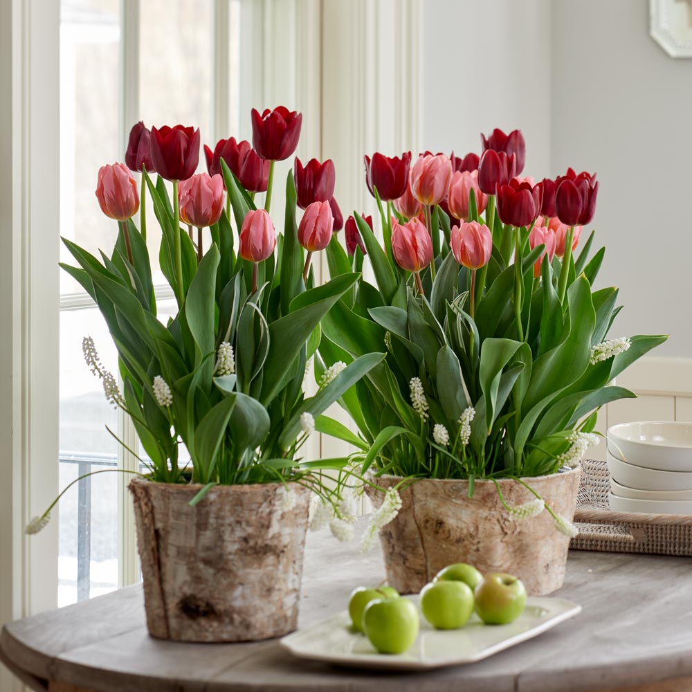 Velvet Magic Bulb Garden