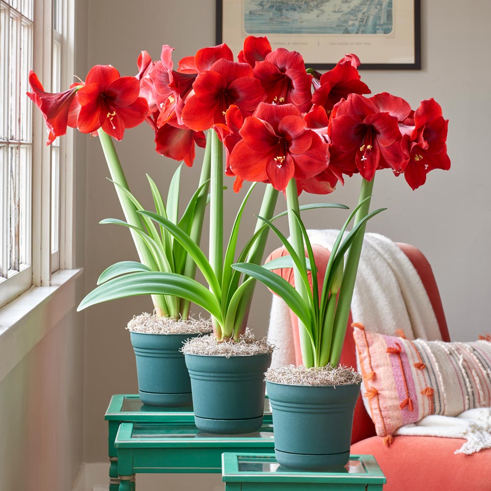 Red Amaryllis Gifts to 3 Different Addresses