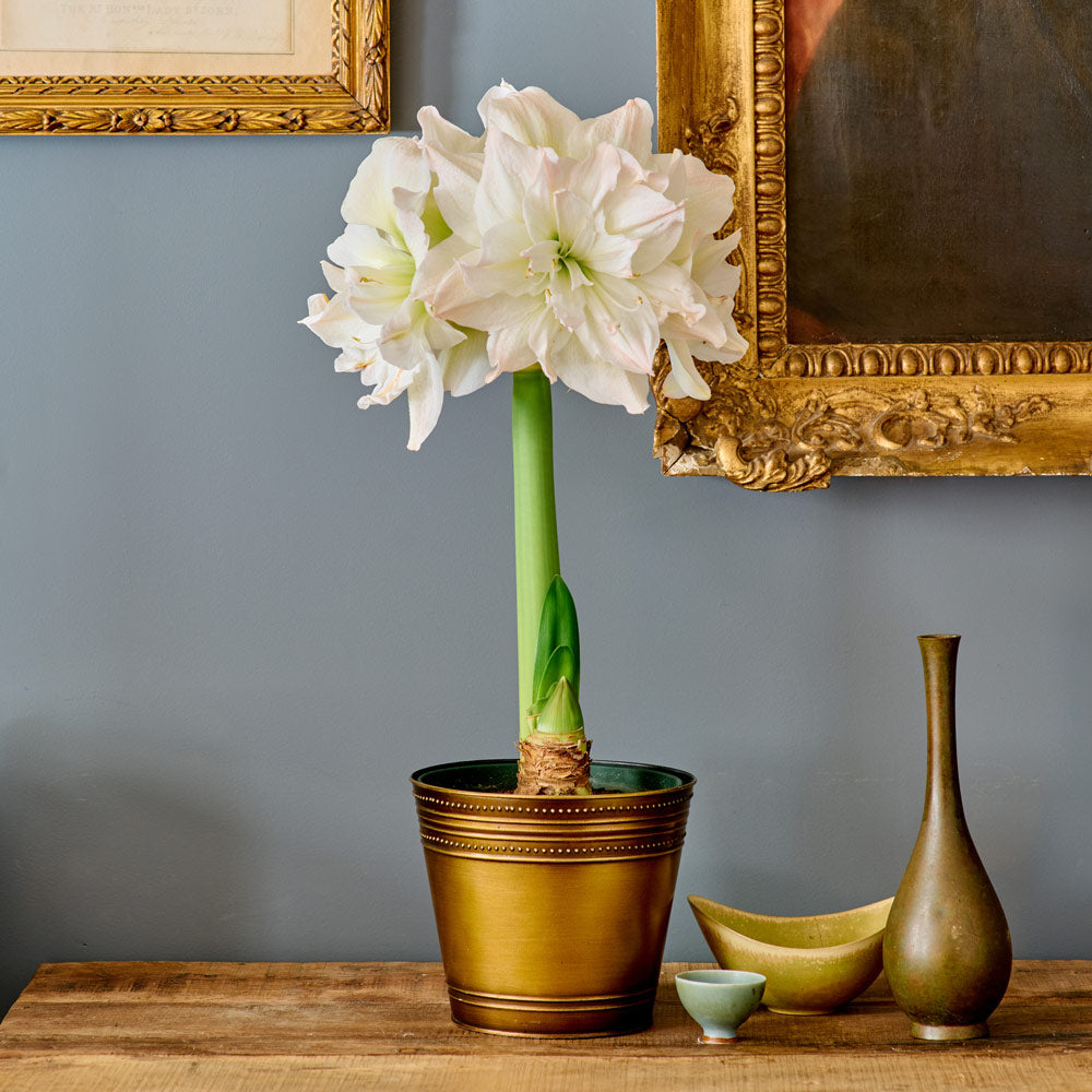 Amaryllis 'Arctic Nymph'