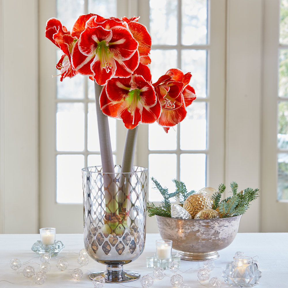 Amaryllis 'Samba'
