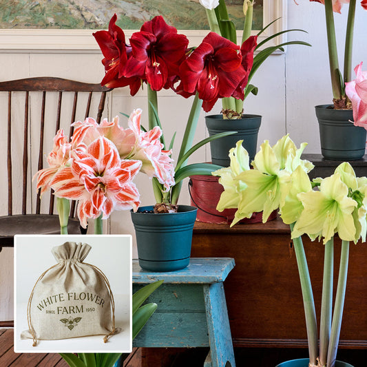 Amaryllis Trio: 3 bulbs in White Flower Farm linen bags