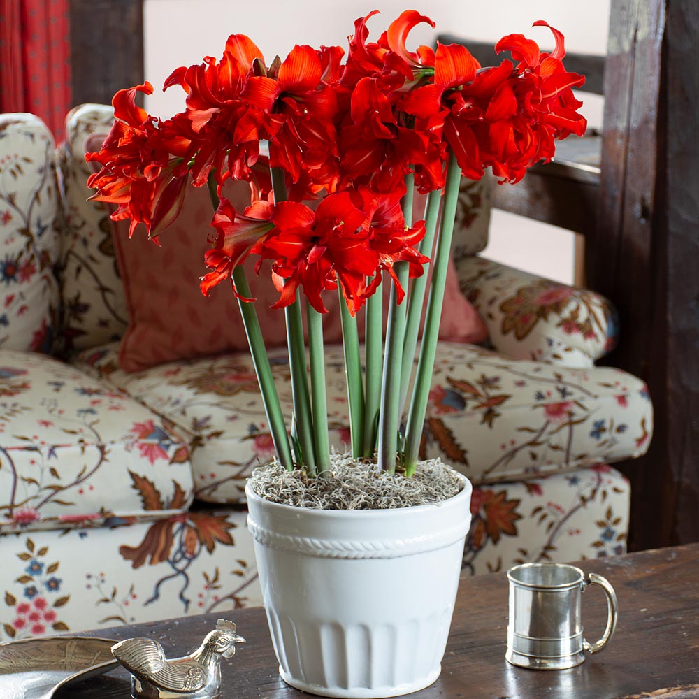 Amaryllis 'Fanfare,' 3 bulbs in white ceramic cachepot