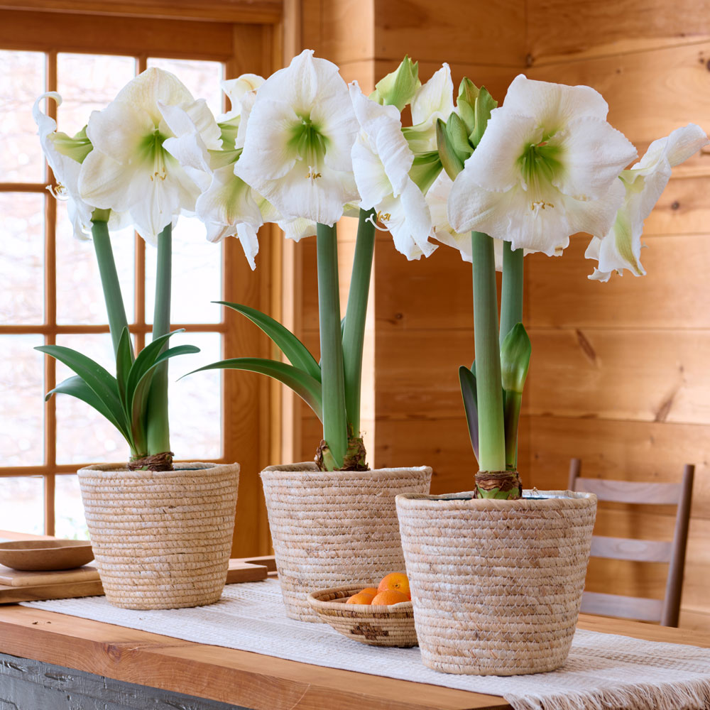 White Amaryllis Gifts to 3 Different Addresses