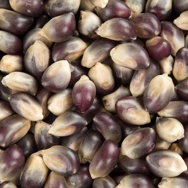 Blue Kernel Popcorn