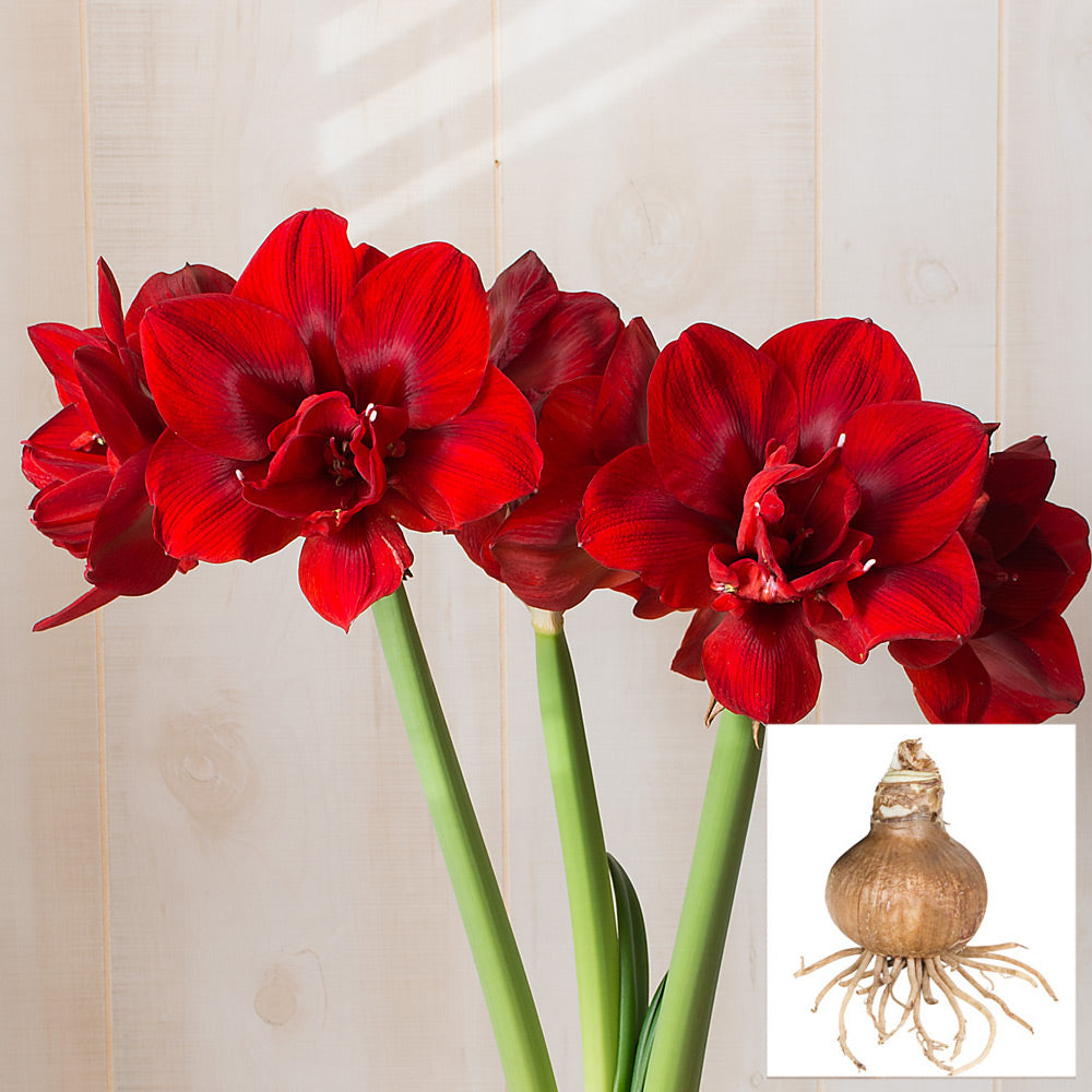 Amaryllis 'Velvet Nymph,' one bulb in linen bag