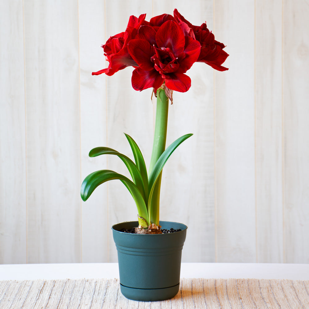 Amaryllis 'Velvet Nymph,' one bulb in nursery pot