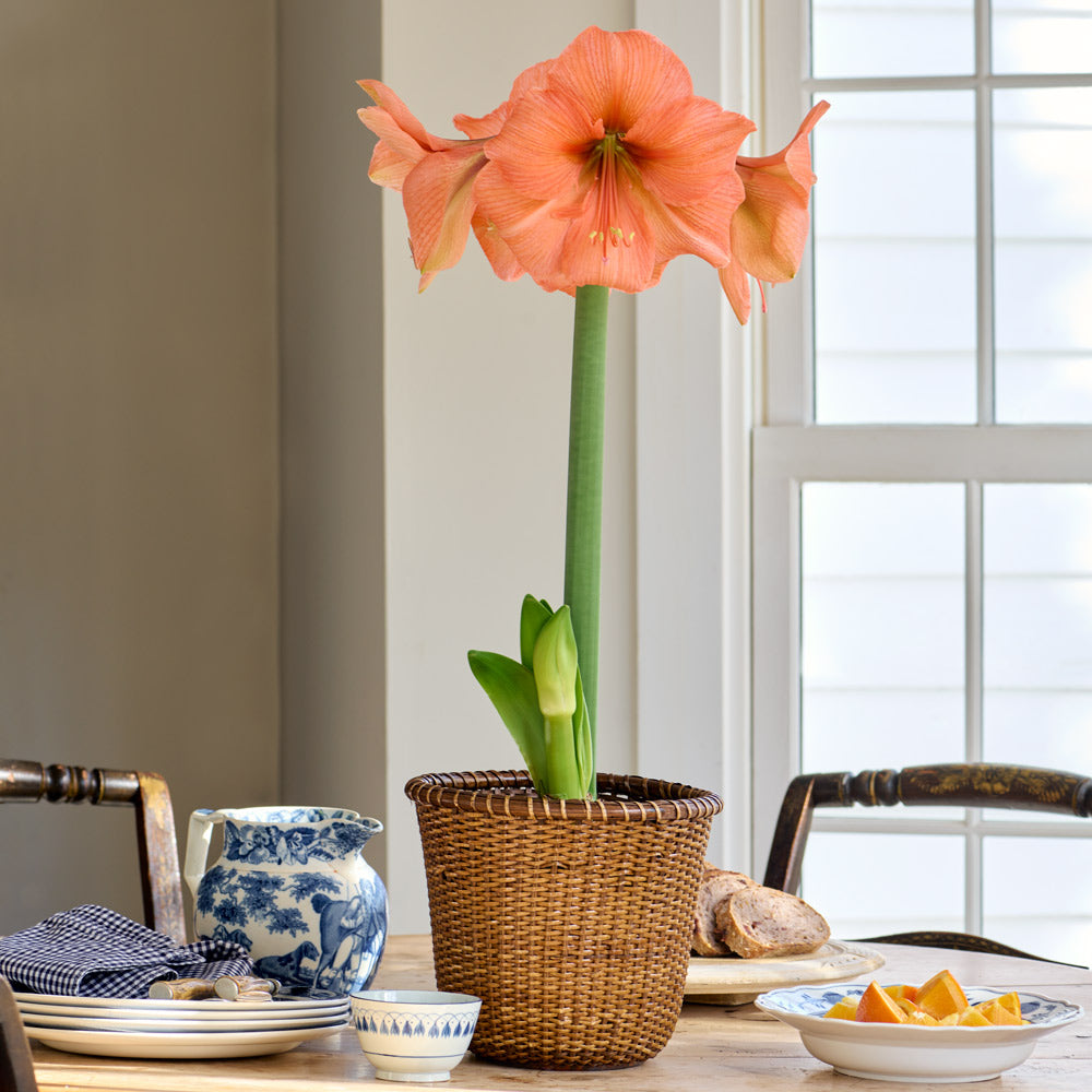 Amaryllis 'Rilona'