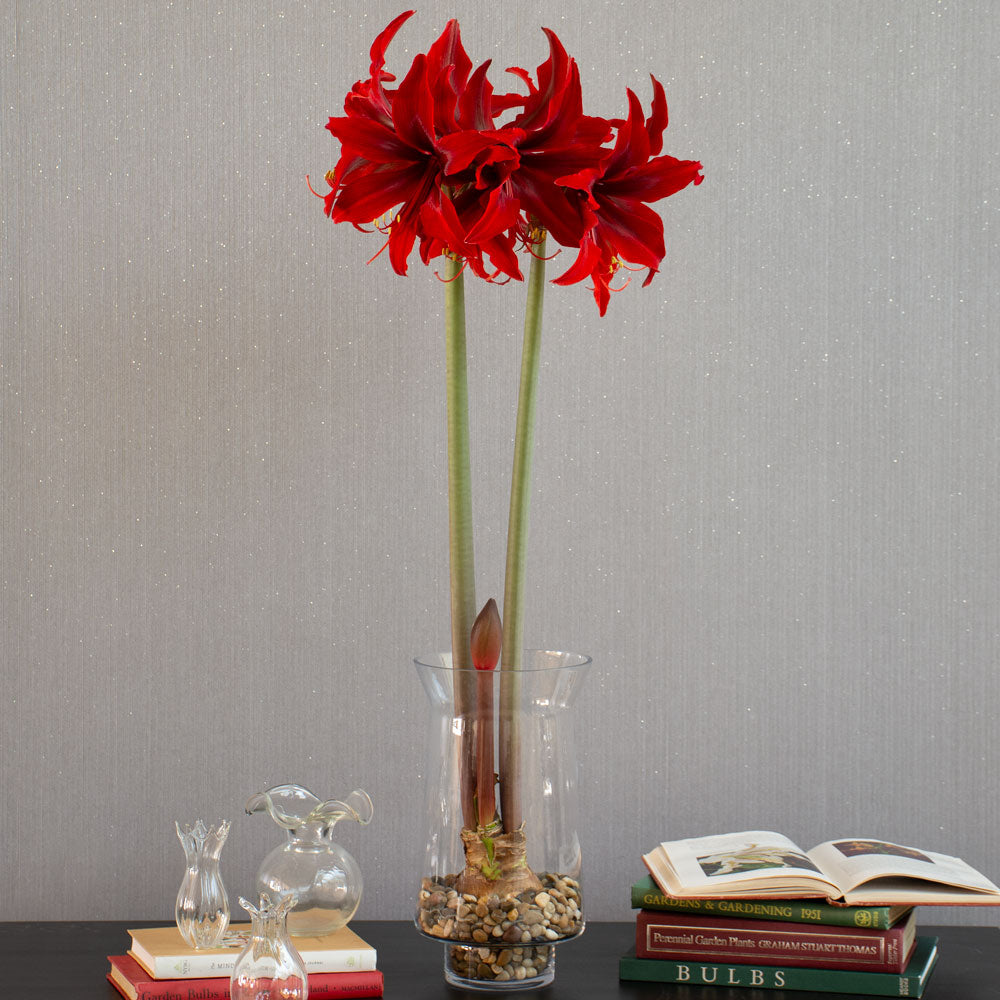 Amaryllis 'Red Amazone'