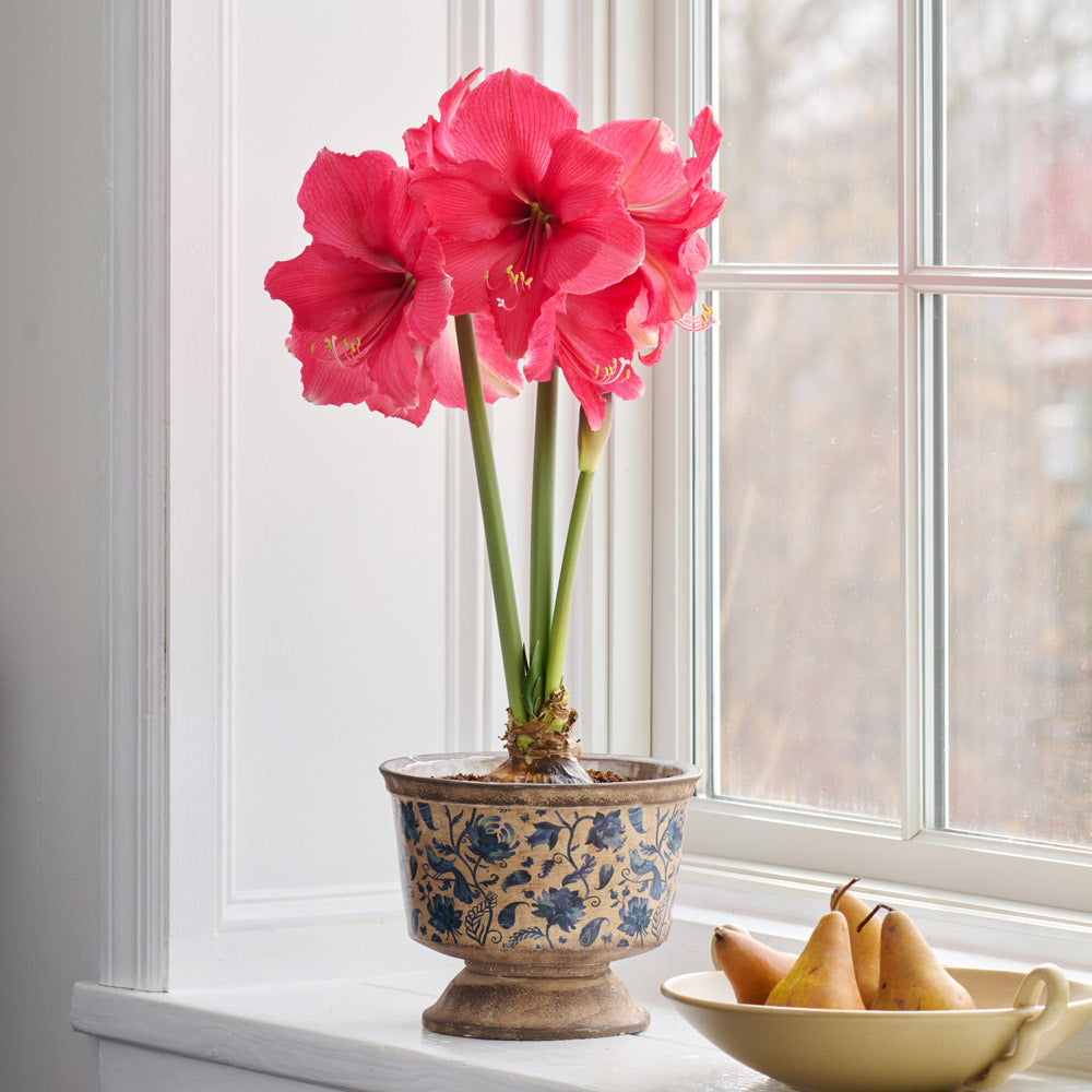 Amaryllis 'Pink Surprise'