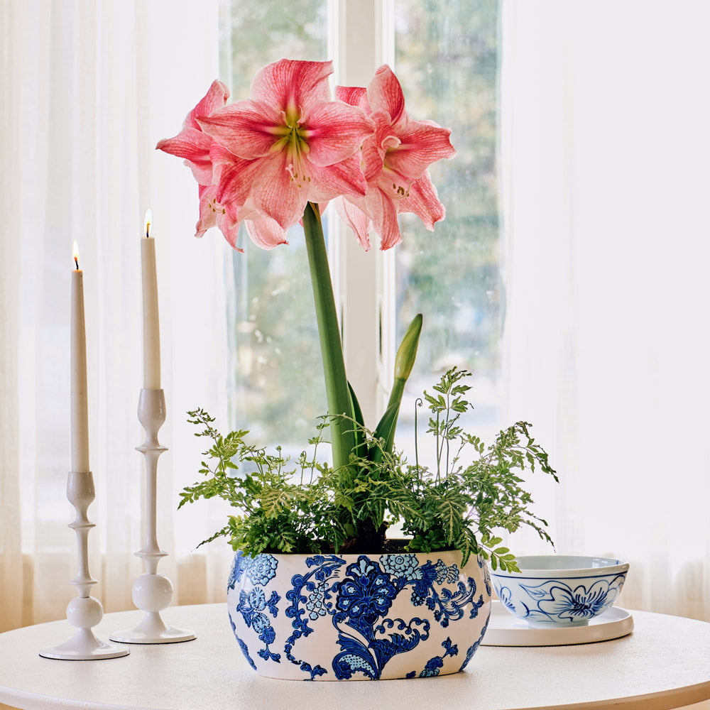 Amaryllis 'Sweet Cream'