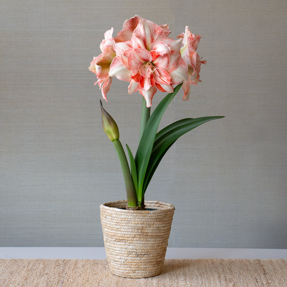 Amaryllis 'Lucky Nymph'