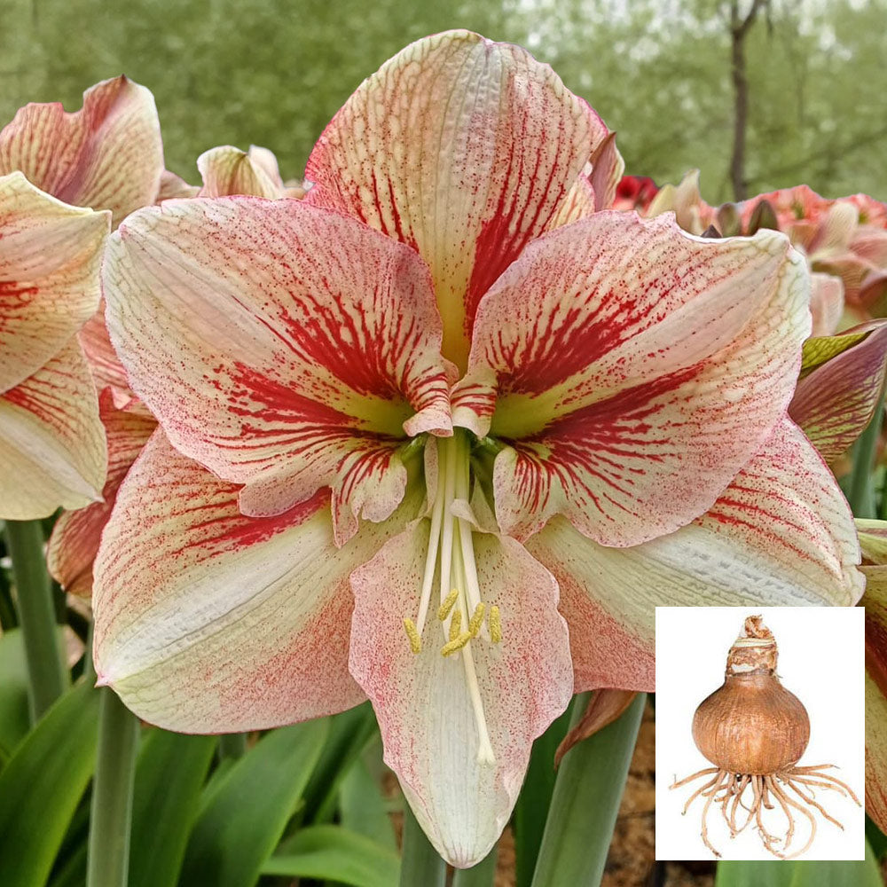 Amaryllis 'Burgundy Haze,' one bulb in linen bag