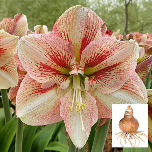 Amaryllis 'Burgundy Haze,' one bulb in linen bag