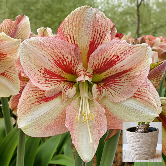Amaryllis 'Burgundy Haze,' one bulb in natural jute basket