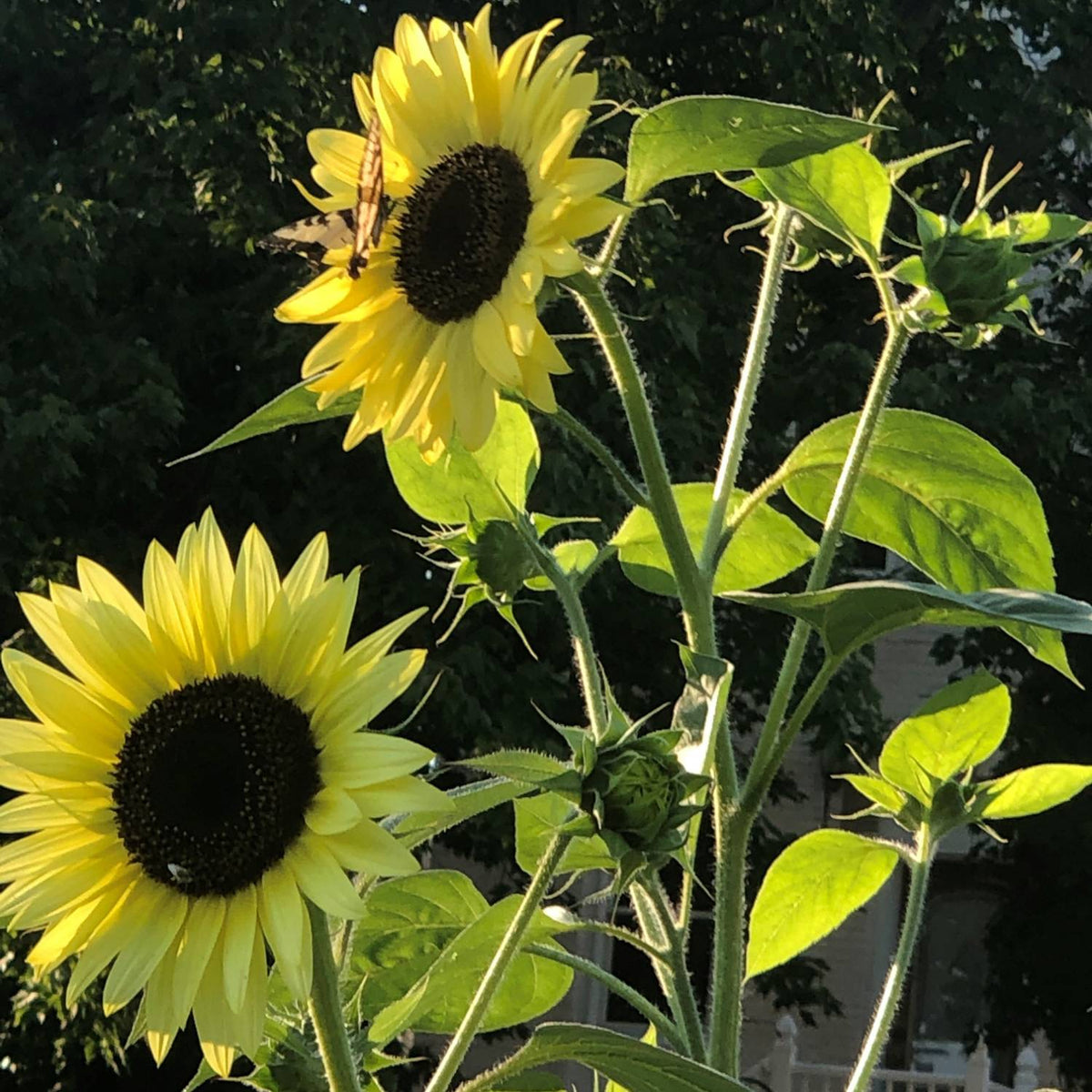 Lemon Queen Sunflower Seeds - Organic