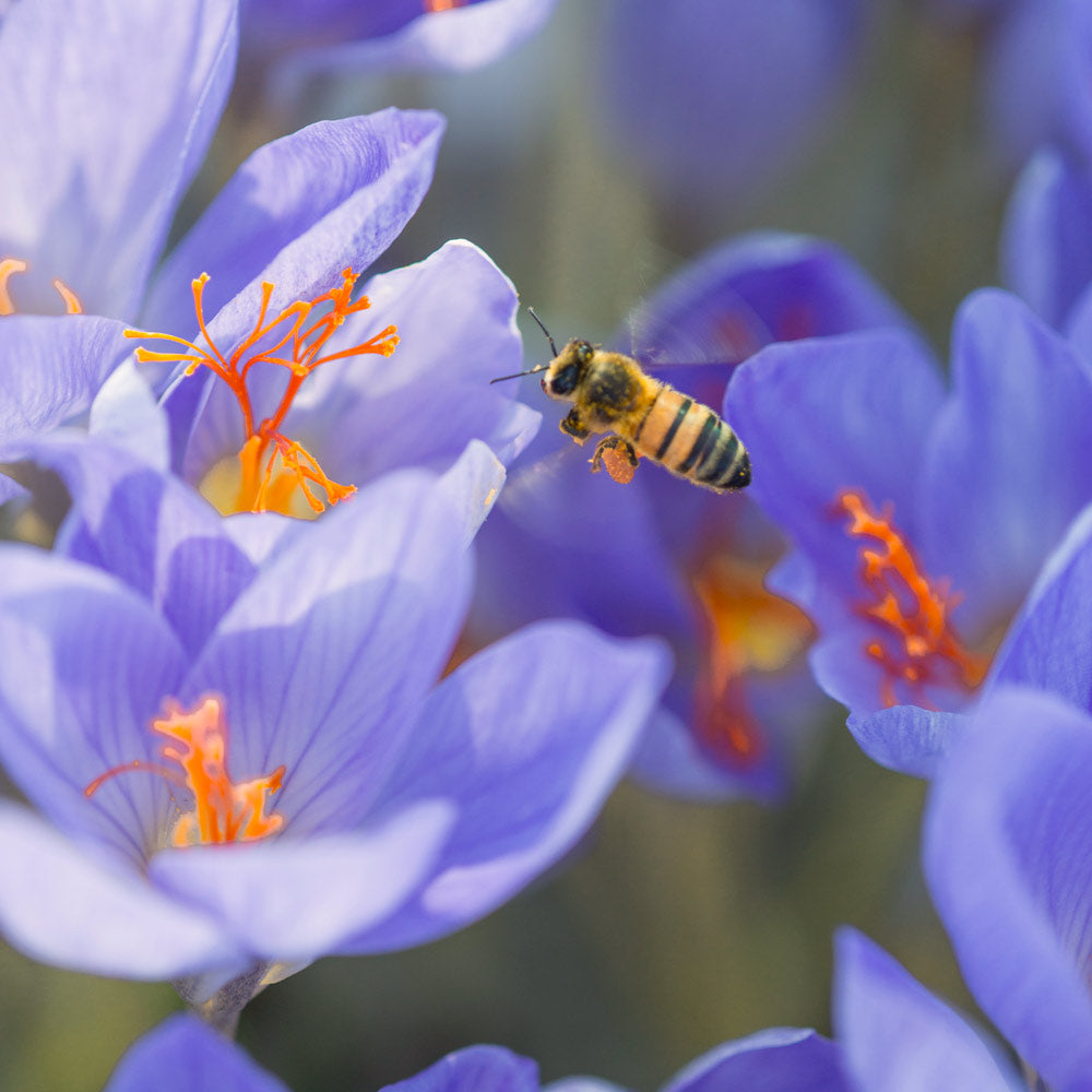 Crocus speciosus